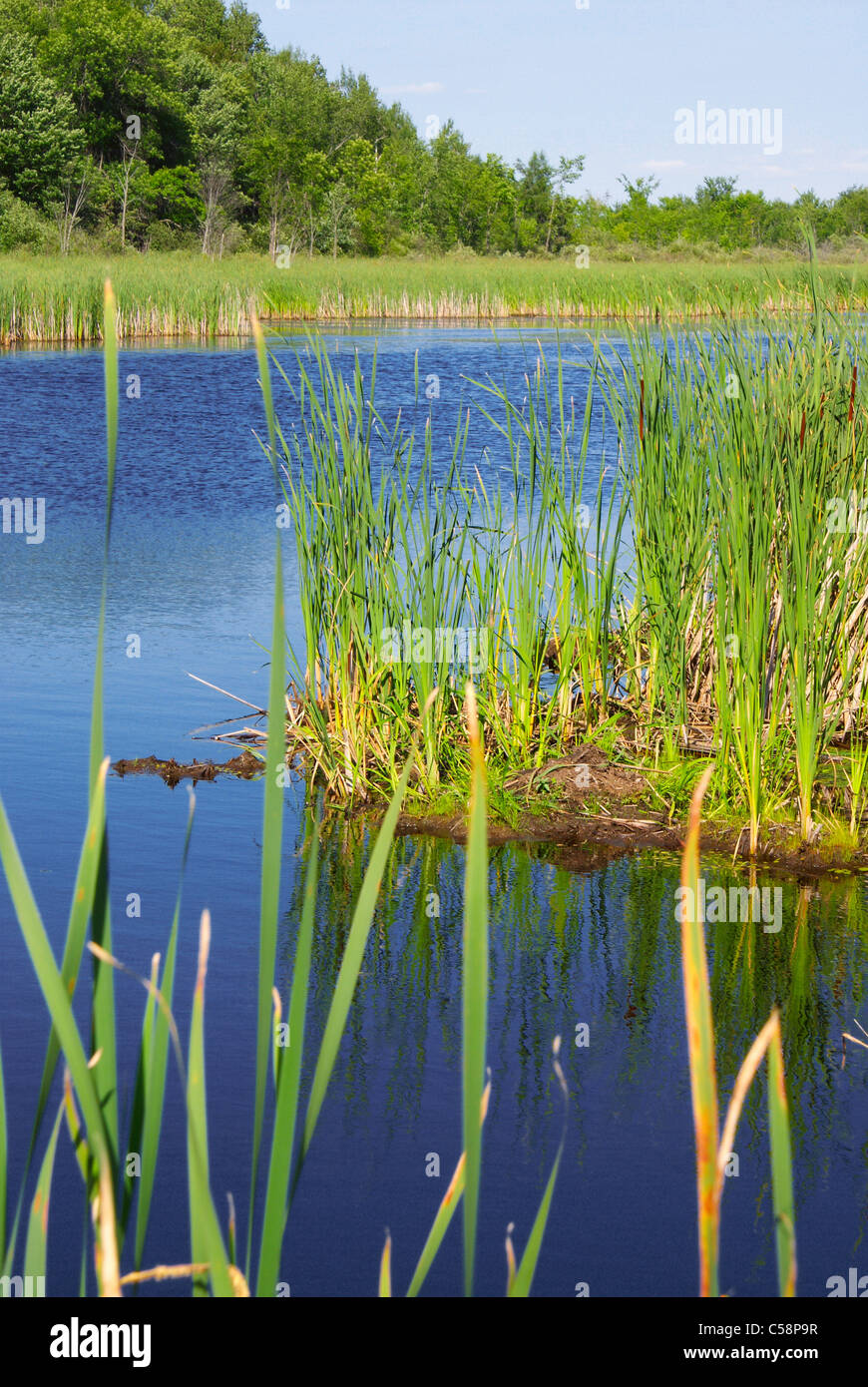 Blaue Wasser von einem kleinen Bach schneiden durch hohes Schilf in einem kanadischen Feuchtgebiet. Stockfoto