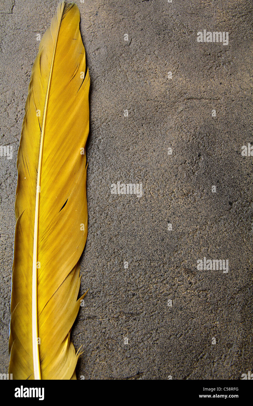 Feder auf einem Hintergrund von das leere Formular für den Brief Stockfoto