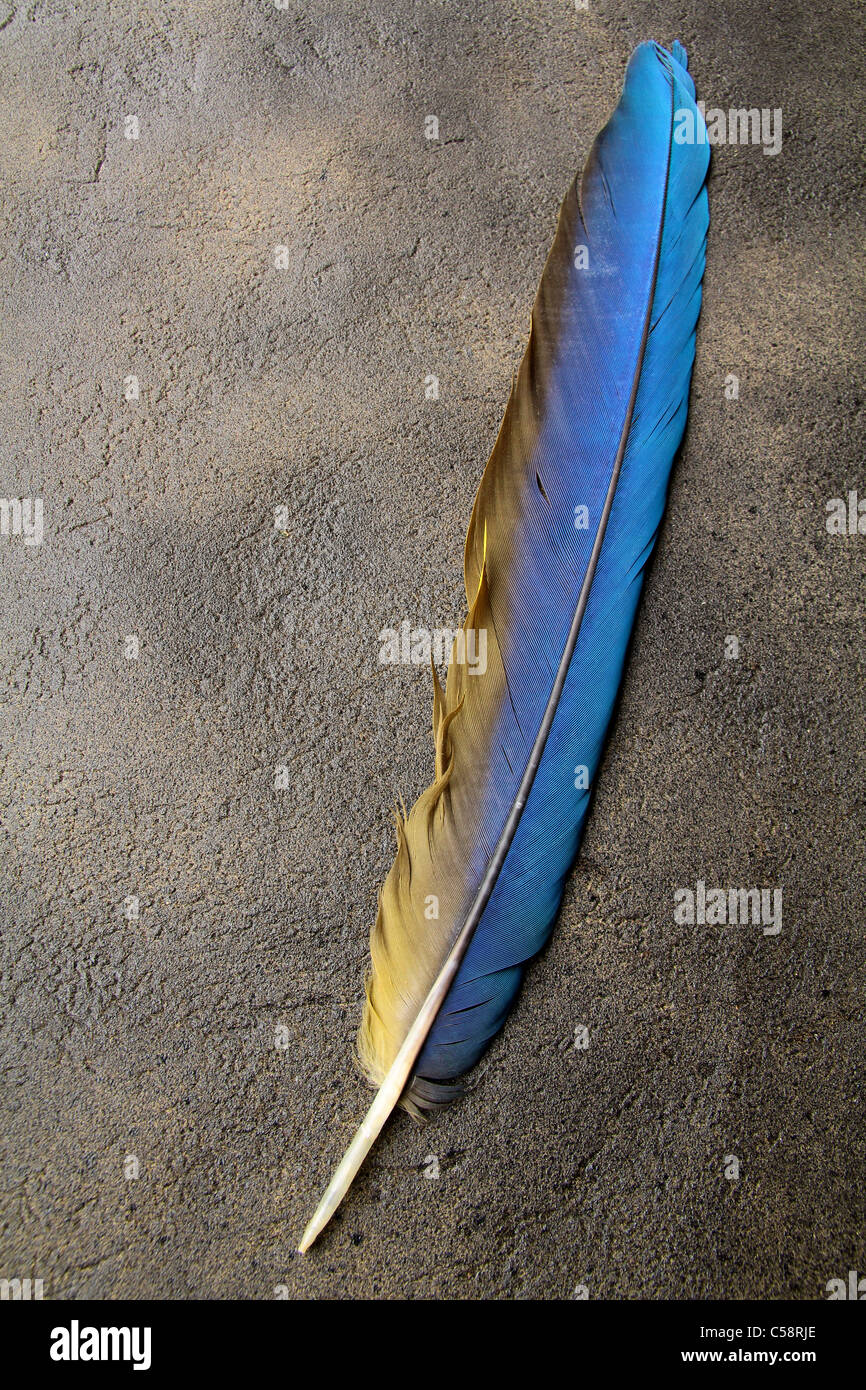 Feder auf einem Hintergrund von das leere Formular für den Brief Stockfoto