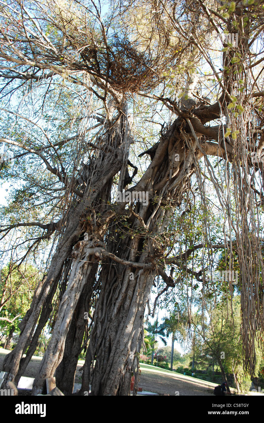 Banyan-Baum-Nahaufnahme Stockfoto