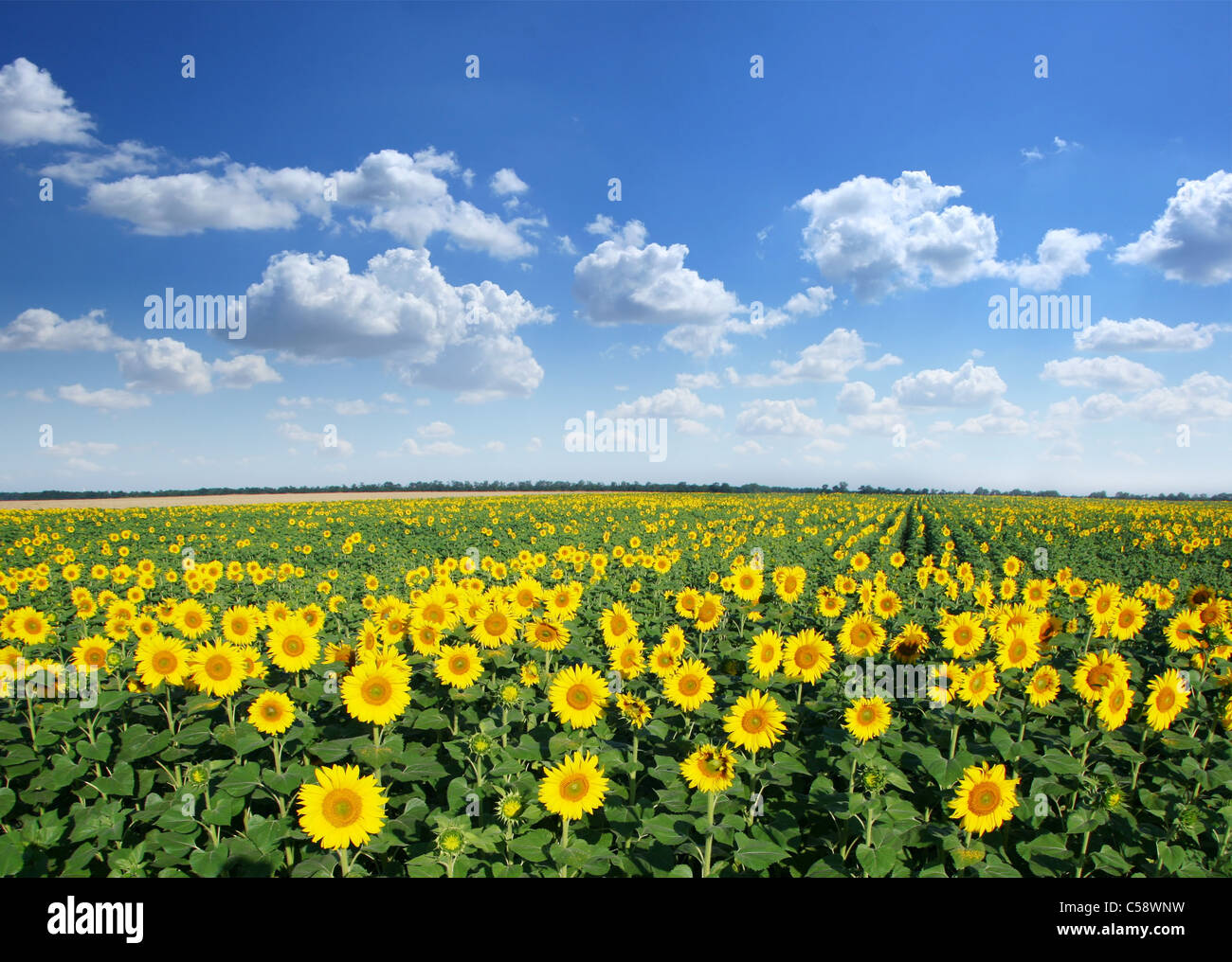Sonnenblumenfeld auf blauen Himmelshintergrund. Stockfoto