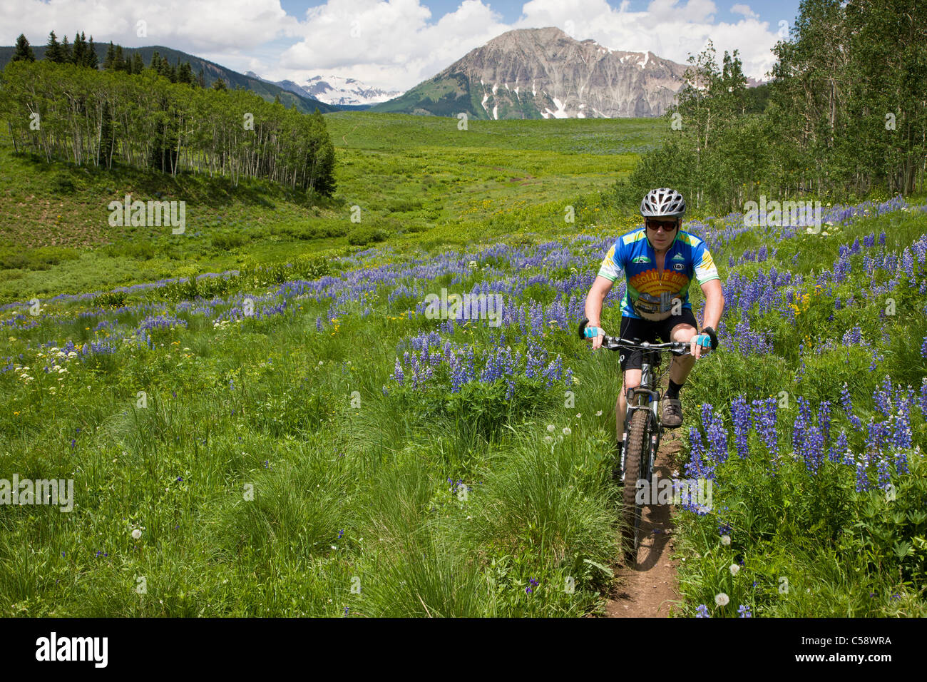 Mountainbiker fahren unter blaue Lupine Wildblumen auf dem Hirsch-Knarren-Trail in der Nähe von Crested Butte, Colorado, USA. Stockfoto