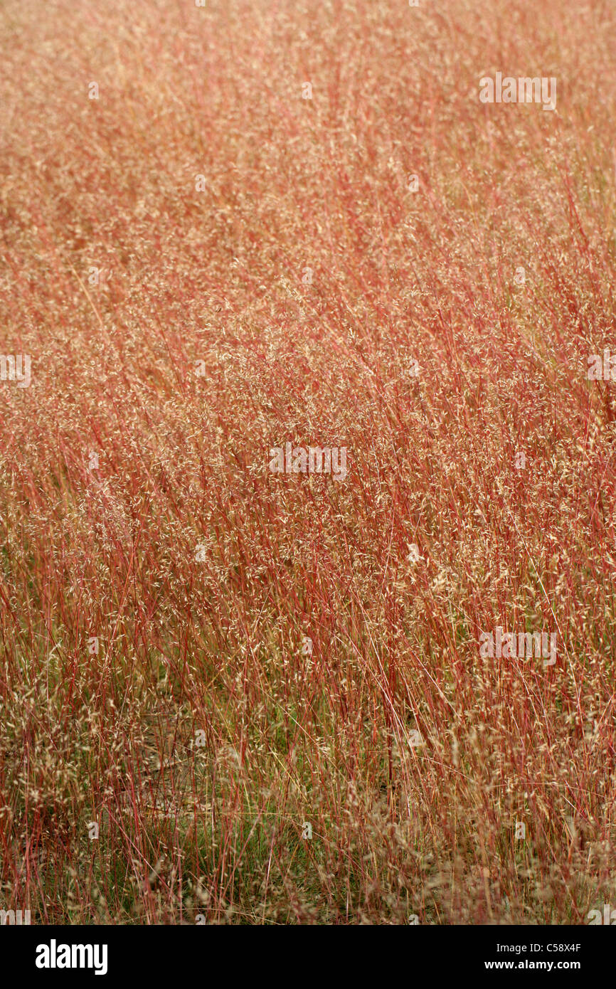 Welliges Haar-Rasen, Deschampsia Flexuosa, Poaceae. Eine schöne rote Stängel Grass, Rammamere Heide, Bedfordshire, UK (Juli). Stockfoto