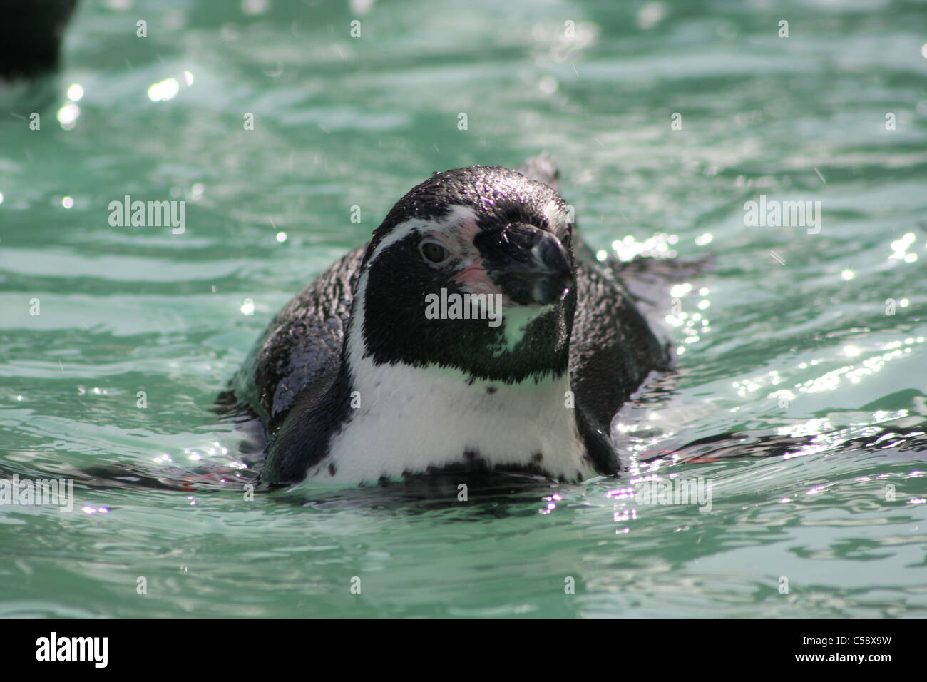 Afrikanische Pinguin Schwimmen im Flamingo Land, Isle Of Wight, Großbritannien Stockfoto