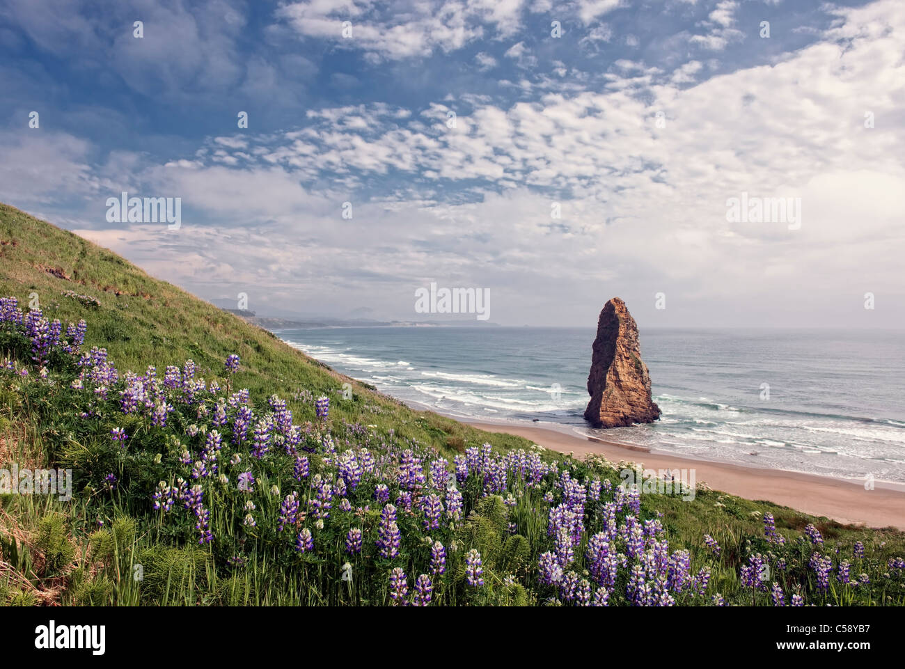 Lupine blüht im Oregons Cape Blanco State Park mit Offshore-Pyramide-Rock. Stockfoto