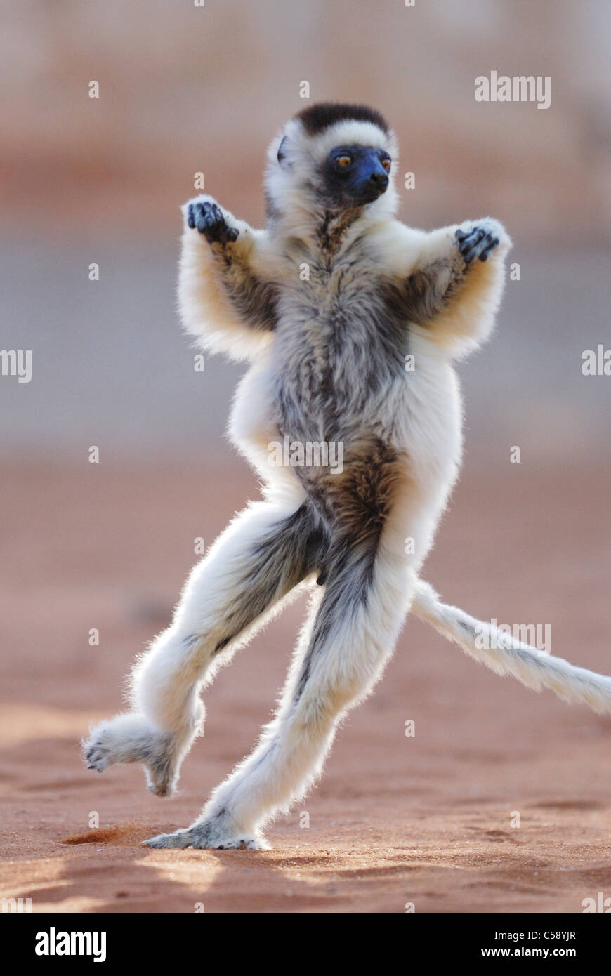 Verreaux Sifaka (Propithecus Verreauxi) tanzen in Madagaskar Stockfoto
