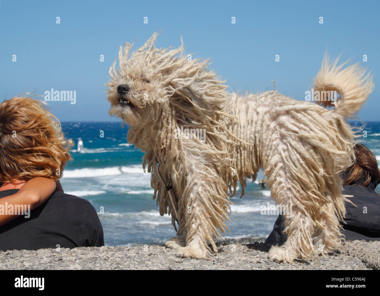 Puli Zucht des Hundes - auch bekannt als ungarischer Wasserhund - mit seiner einzigartigen Dreadlock-Lile zottige Haarkleid an windigen Tag an der Küste Stockfoto