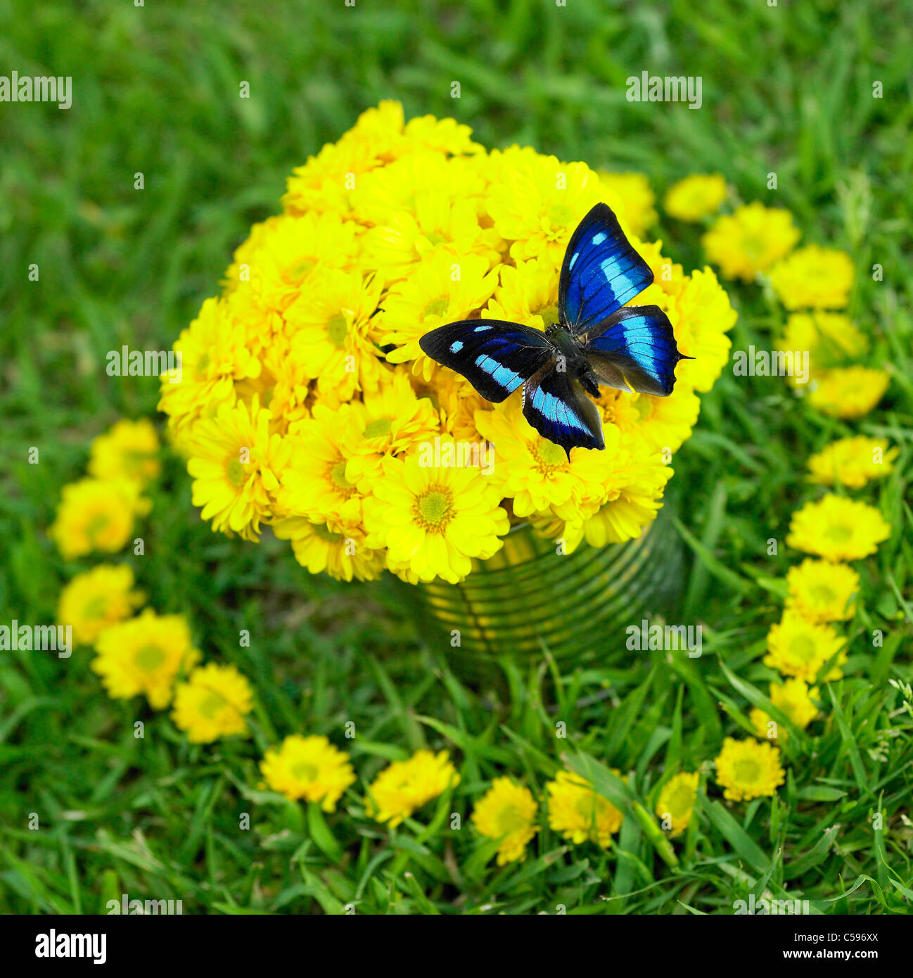 Nahaufnahme der Schmetterling auf gelbe Blumen Stockfoto