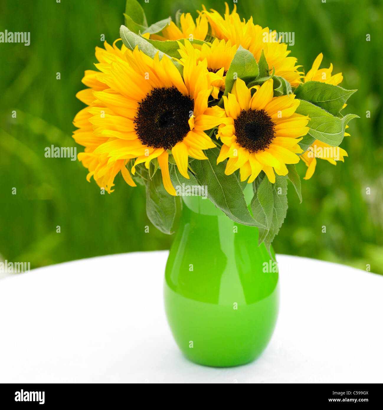 Nahaufnahme von Sonnenblumen in vase Stockfoto