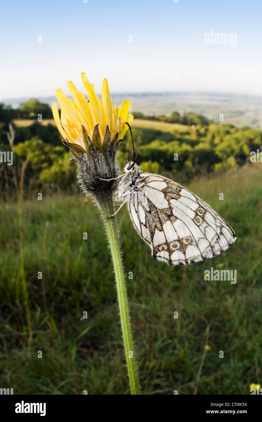 Marmor weiß Schmetterling ruht auf einer Blume in Mendip hills Stockfoto