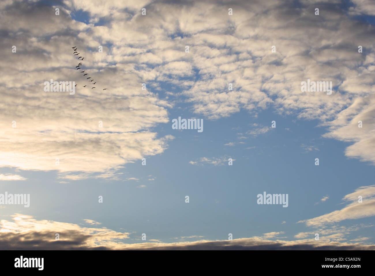 Minimalistische Schuss ein Schwarm Gänse (Anser Albifrons), die in V-Formation fliegen. Frühling Migration. Europa Stockfoto