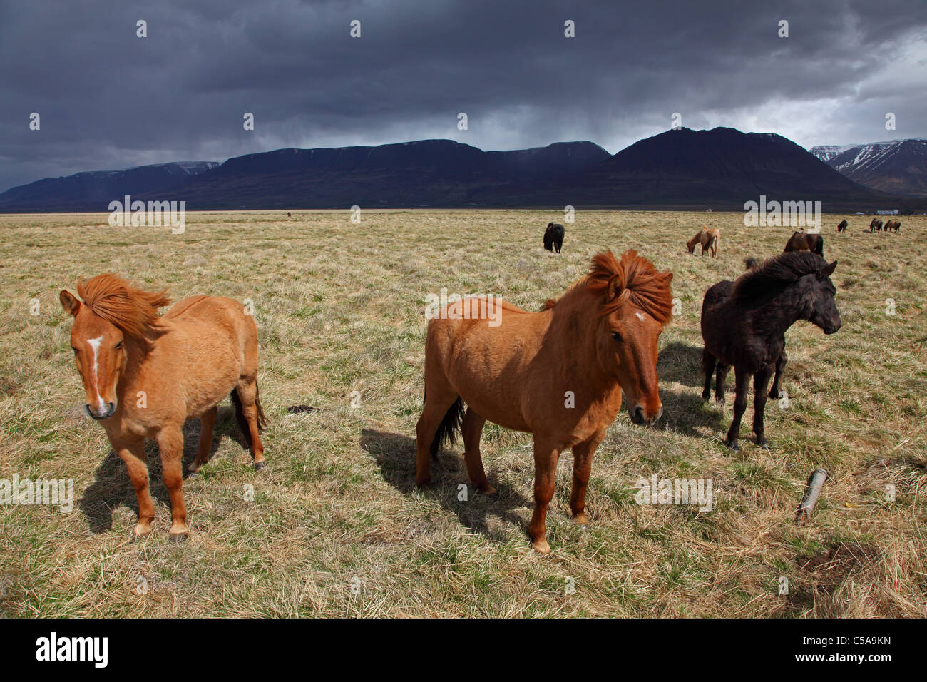 Isländer Pferde, Island Pony (Equus Przewalskii F. Caballus) und Berge. Island, Europa Stockfoto