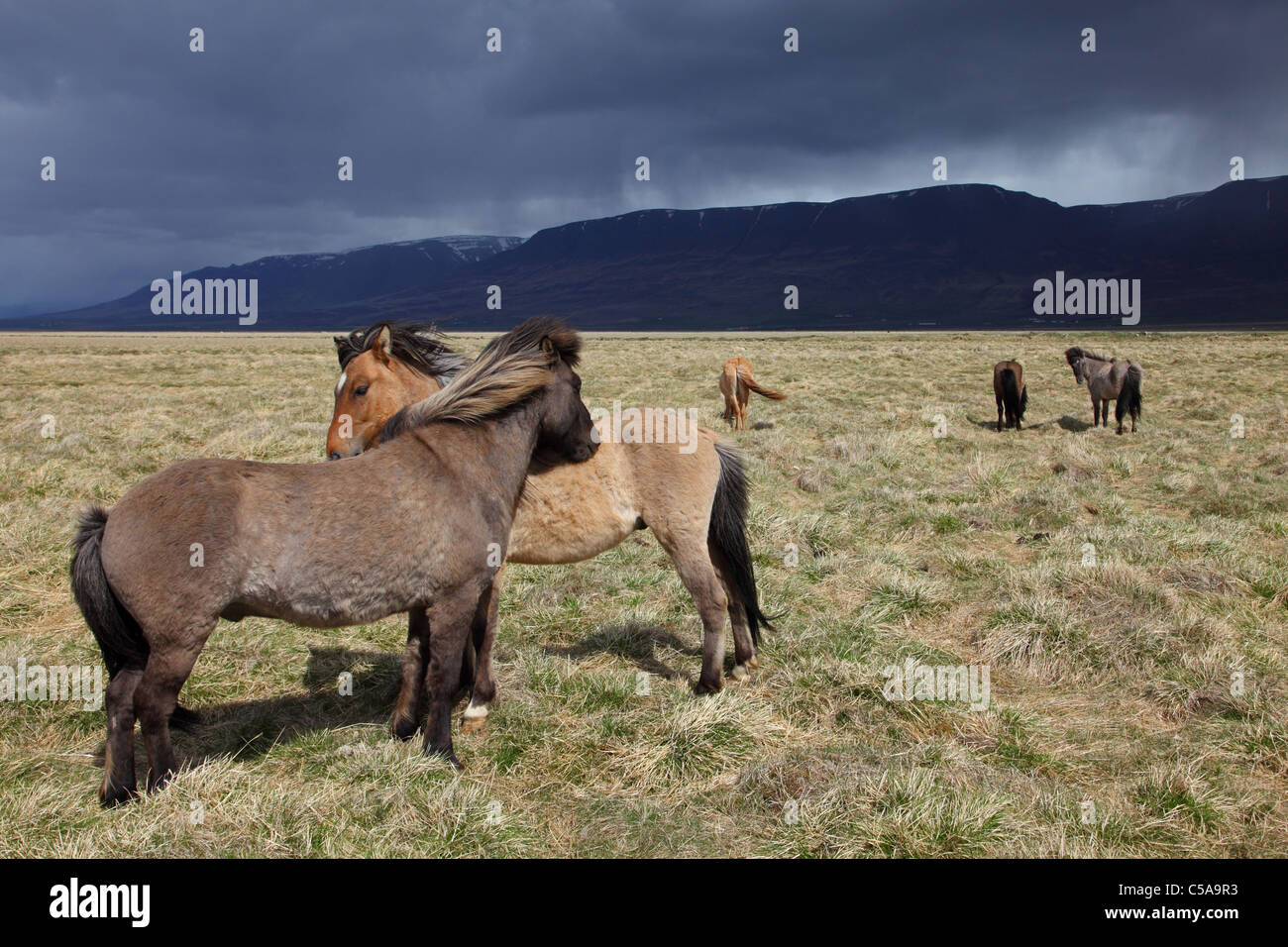 Isländer Pferde, Island Pony (Equus Przewalskii F. Caballus) und Berge. Island, Europa Stockfoto