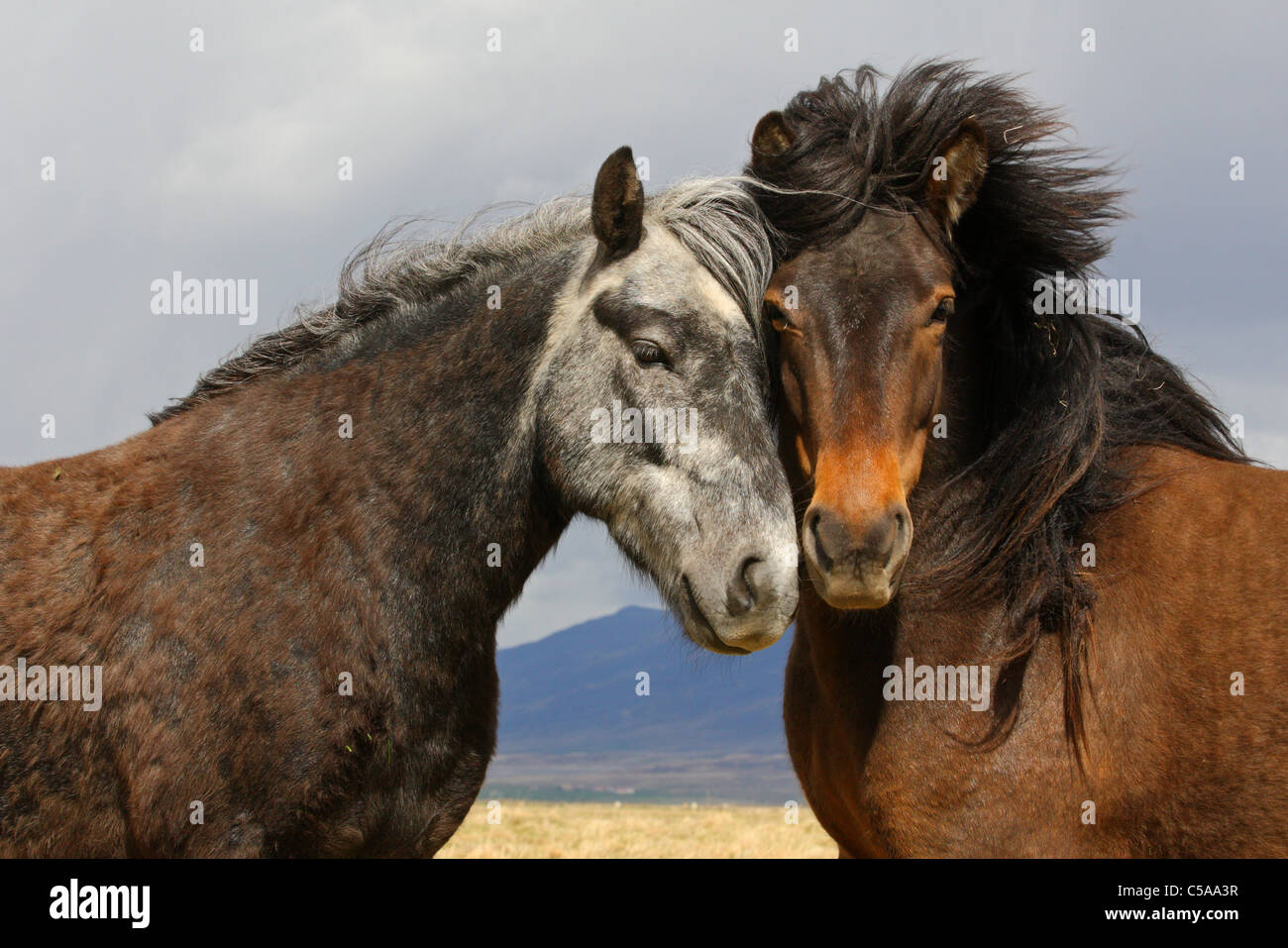 Liebe paar Isländer Pferde Island Pony (Equus Przewalskii F. Caballus). Island, Europa Stockfoto