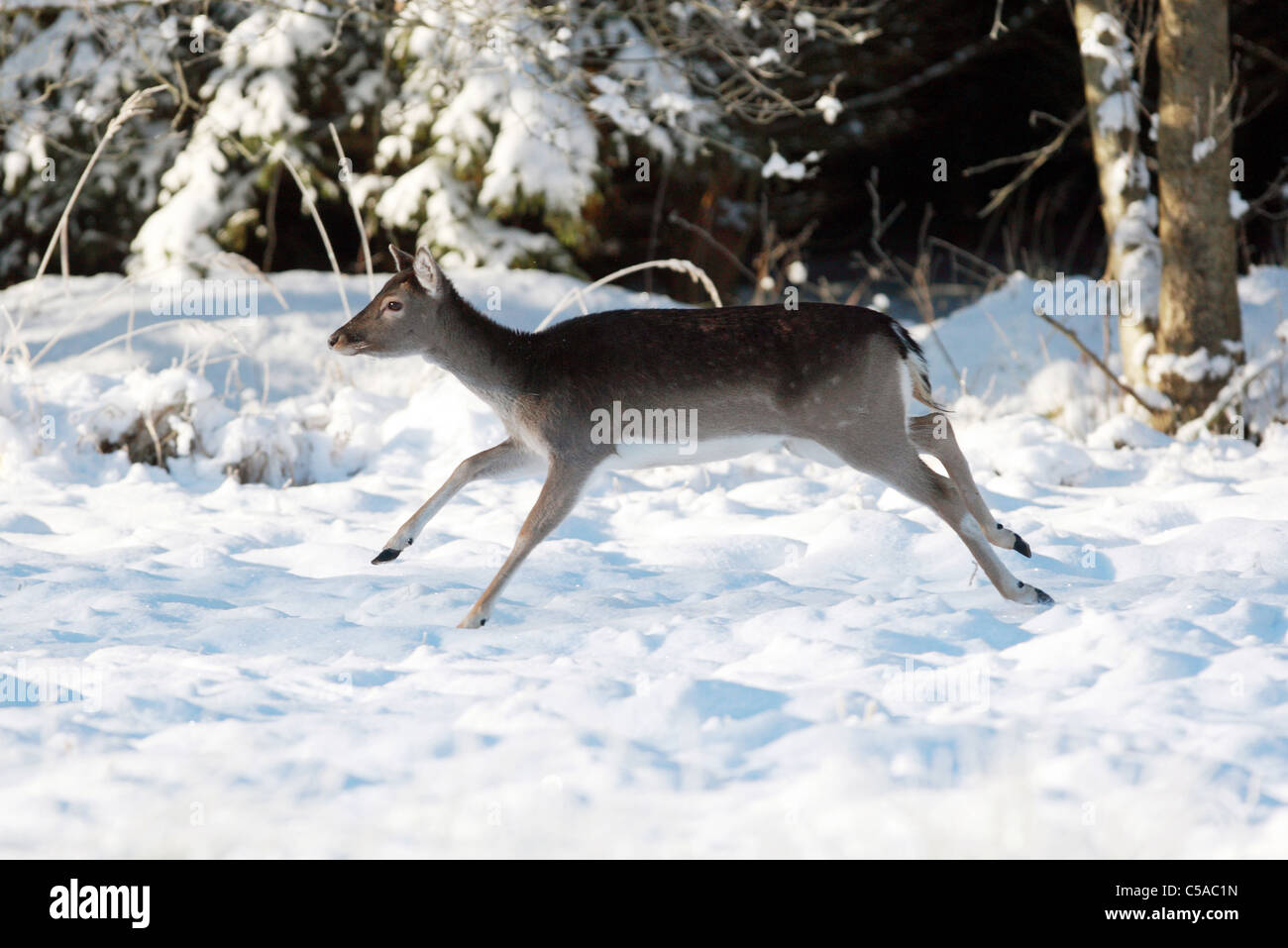 Ein Reh durch den Schnee laufen Stockfoto