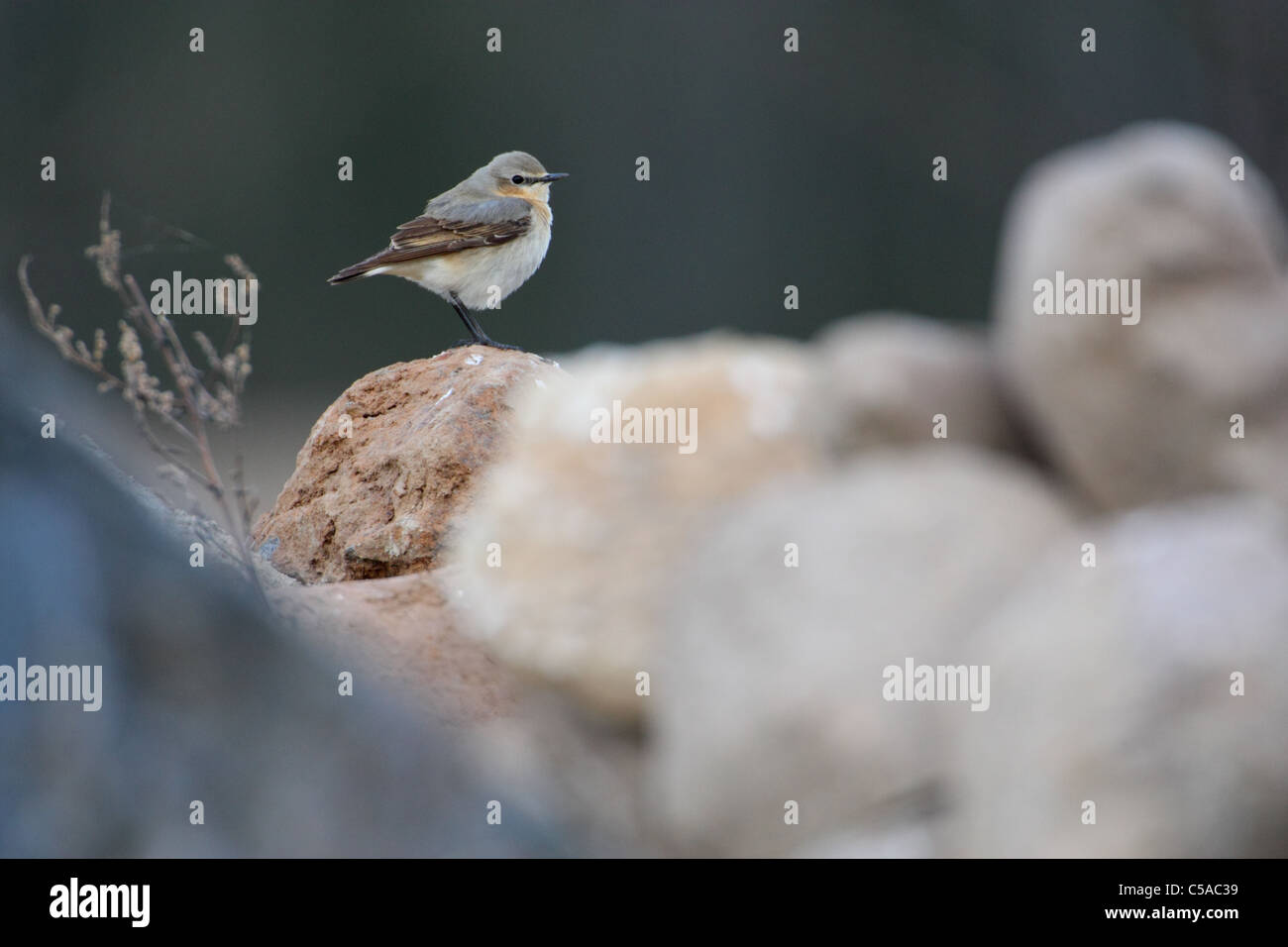 Weiblichen nördlichen Steinschmätzer (Oenanthe Oenanthe), Europa Stockfoto