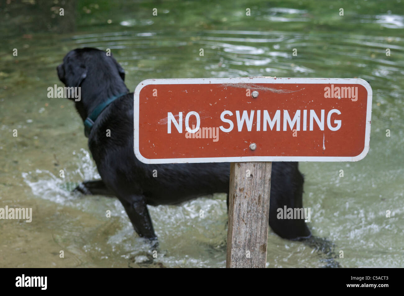 Labrador Retriever Hund ruft spielerisch Stöcke ins Wasser an Manatee Springs State Park Florida geworfen Stockfoto