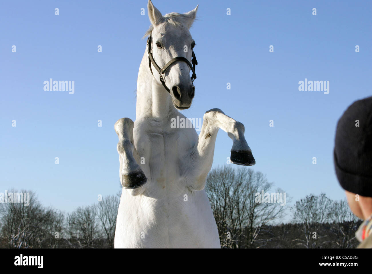 Ein weißes Pferd Aufzucht vor ein Mensch Stockfoto