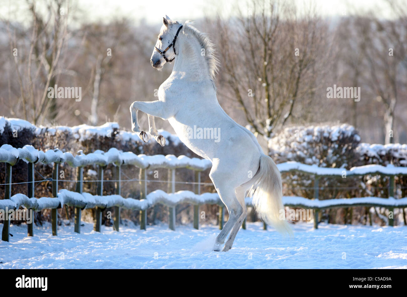 Ein weißes Pferd Aufzucht in einem paddock Stockfoto