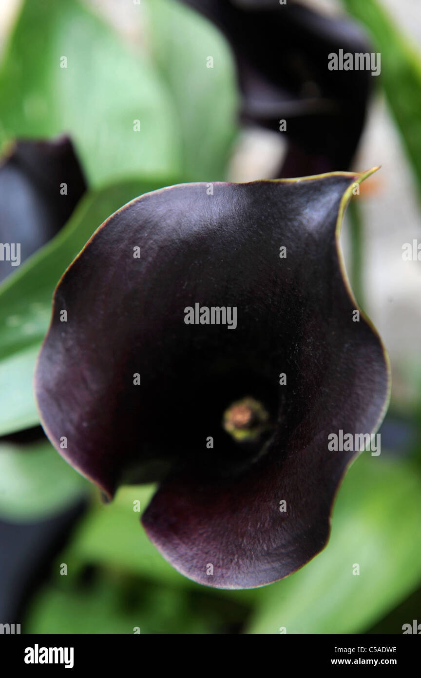 Schwarze lilien Fotos und Bildmaterial in hoher Auflösung Alamy