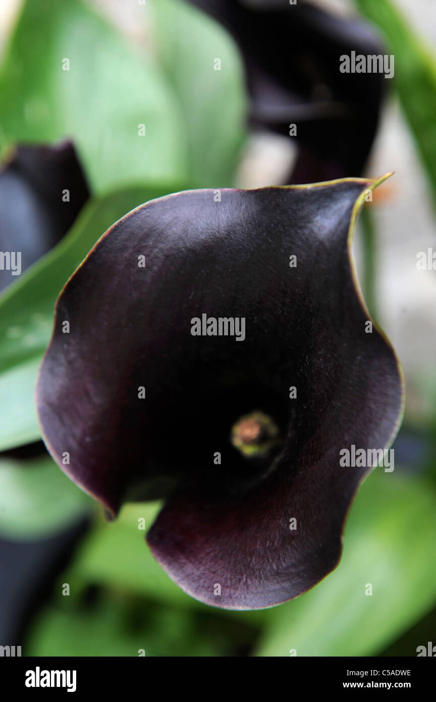 Schwarze Calla-Lilien Stockfoto