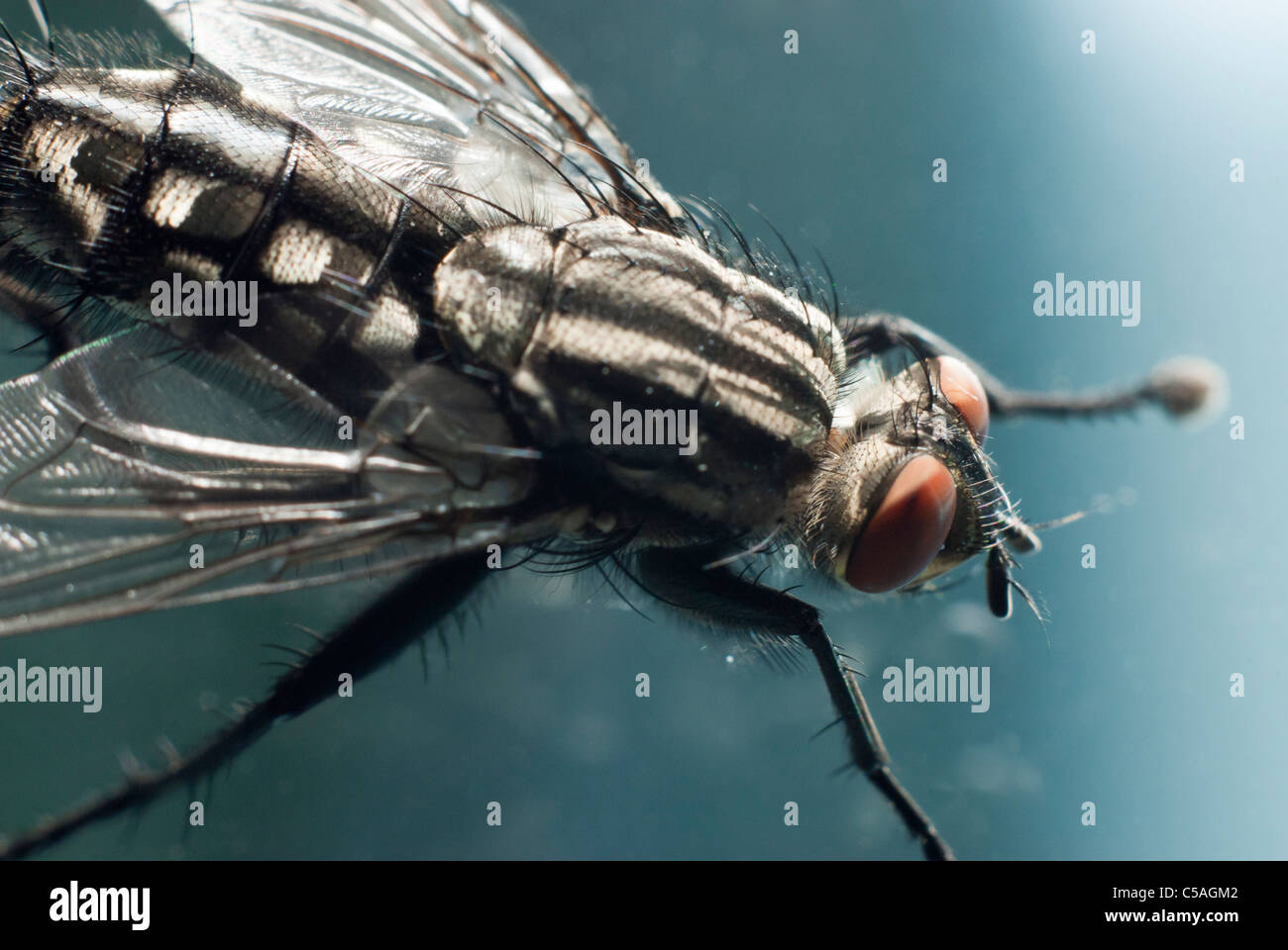 Fliegen Sie, Insekten sitzt auf dem Fensterrahmen Stockfoto