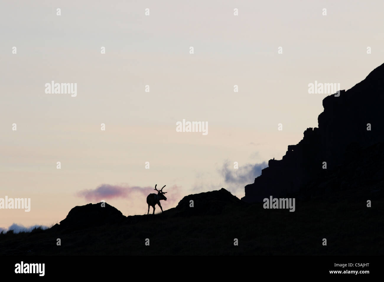 Silhouette von wilden Rentieren (Rangifer Tarandus) oben in den Bergen. Stockfoto