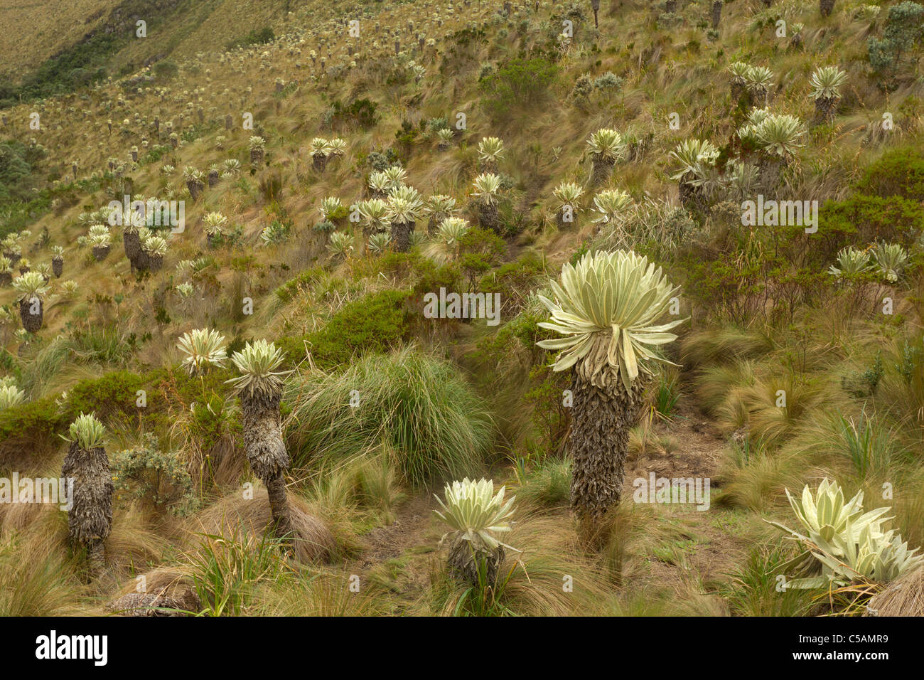 Espeletia ist eine endemische Pflanze aus Kolumbien, Ecuador und Venezuela Live auf der Höhenlage Im Paramo Ökosysteme Stockfoto