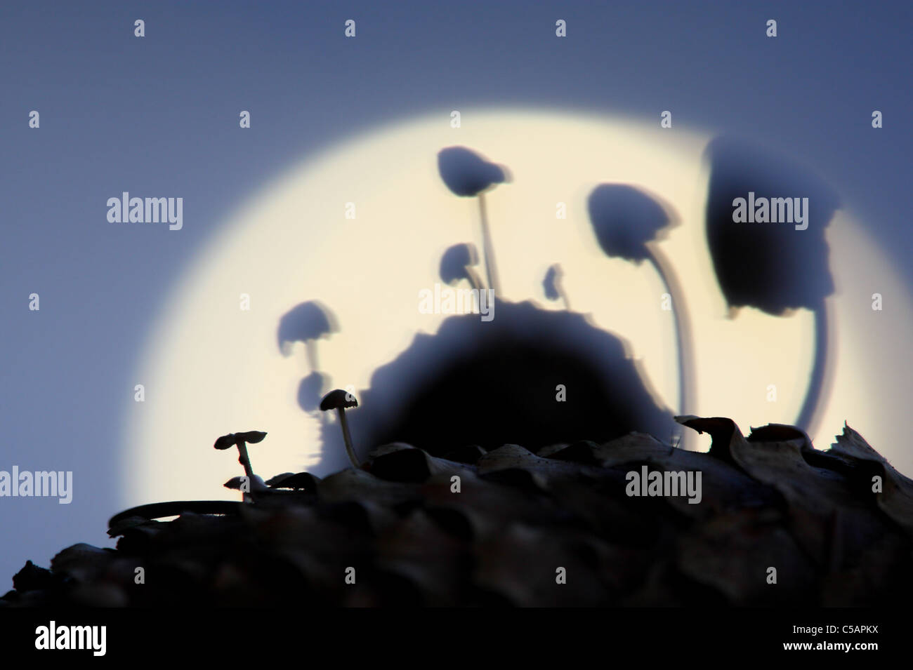 Silhouette von Pilzen mit Sonnenuntergang im Hintergrund. Stockfoto