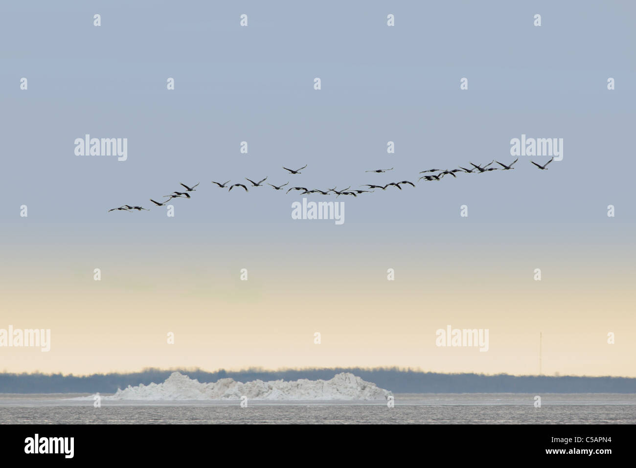Gemeinsame Kranich (Grus Grus) fliegen über dem Meer, Frühjahrszug. April 2011, Europa. Stockfoto Gemeinsame Kranich (Grus Grus) fliegen über dem Meer, Frühjahrszug. April 2011, Europa. Stockfoto
