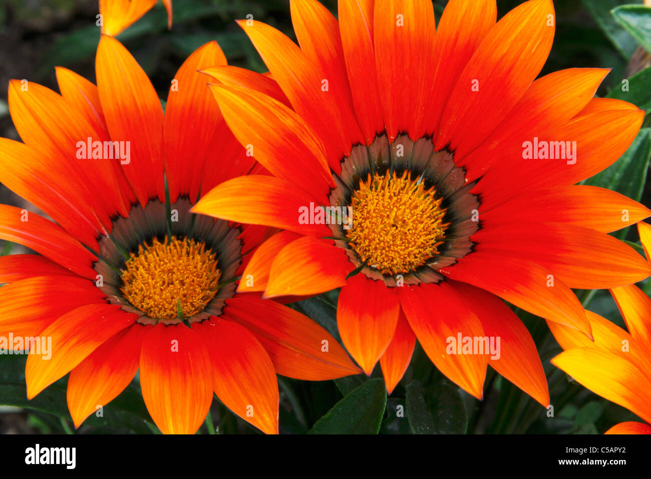 Rötlich orange Gazanien Blumen closeup Stockfoto