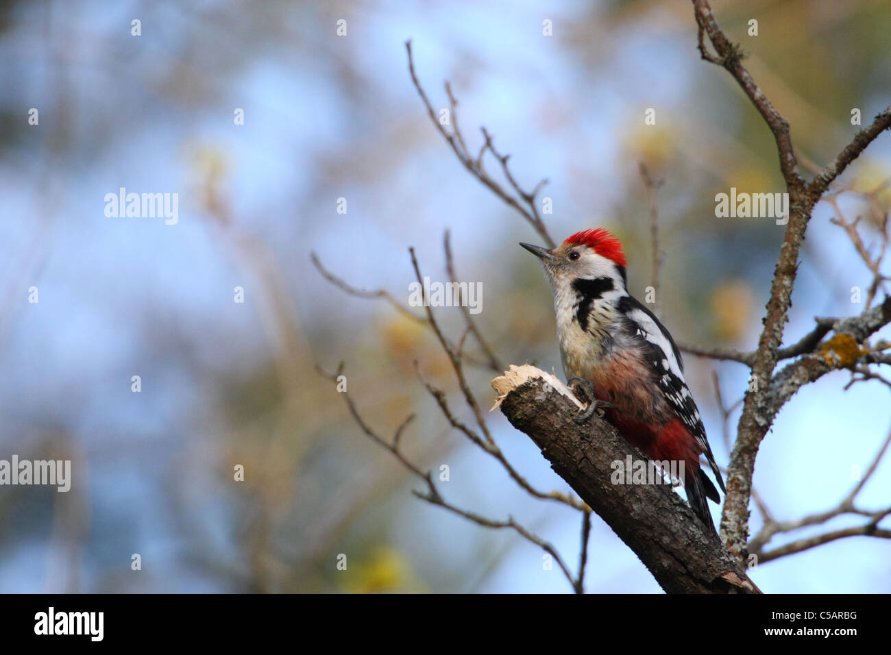 Middle Spotted Woodpecker (Dendrocopos Medius). Europa Stockfoto
