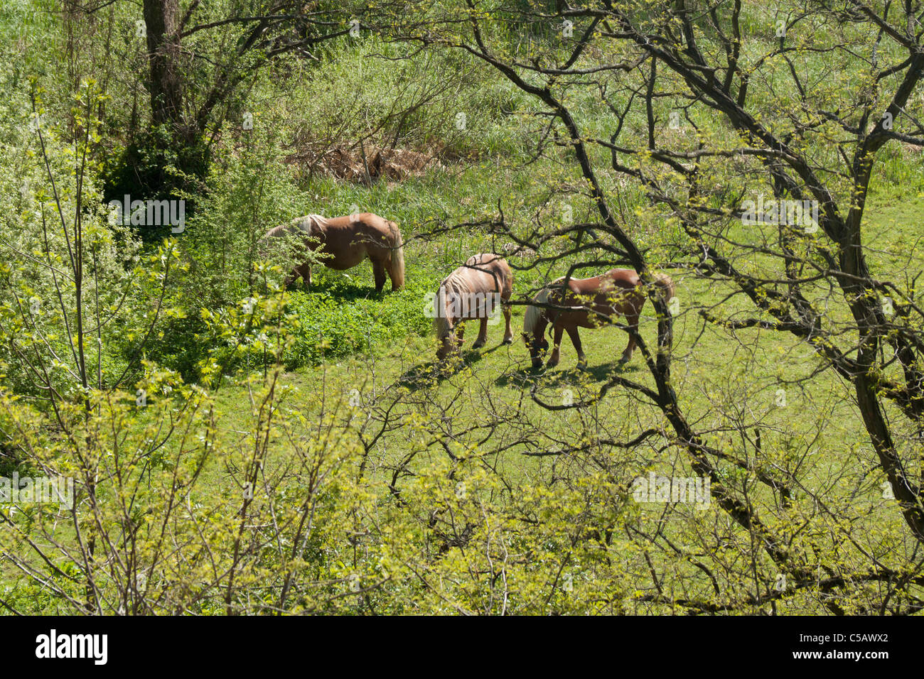 braune Pferde auf der Weide, Outdoor-Foto Stockfoto