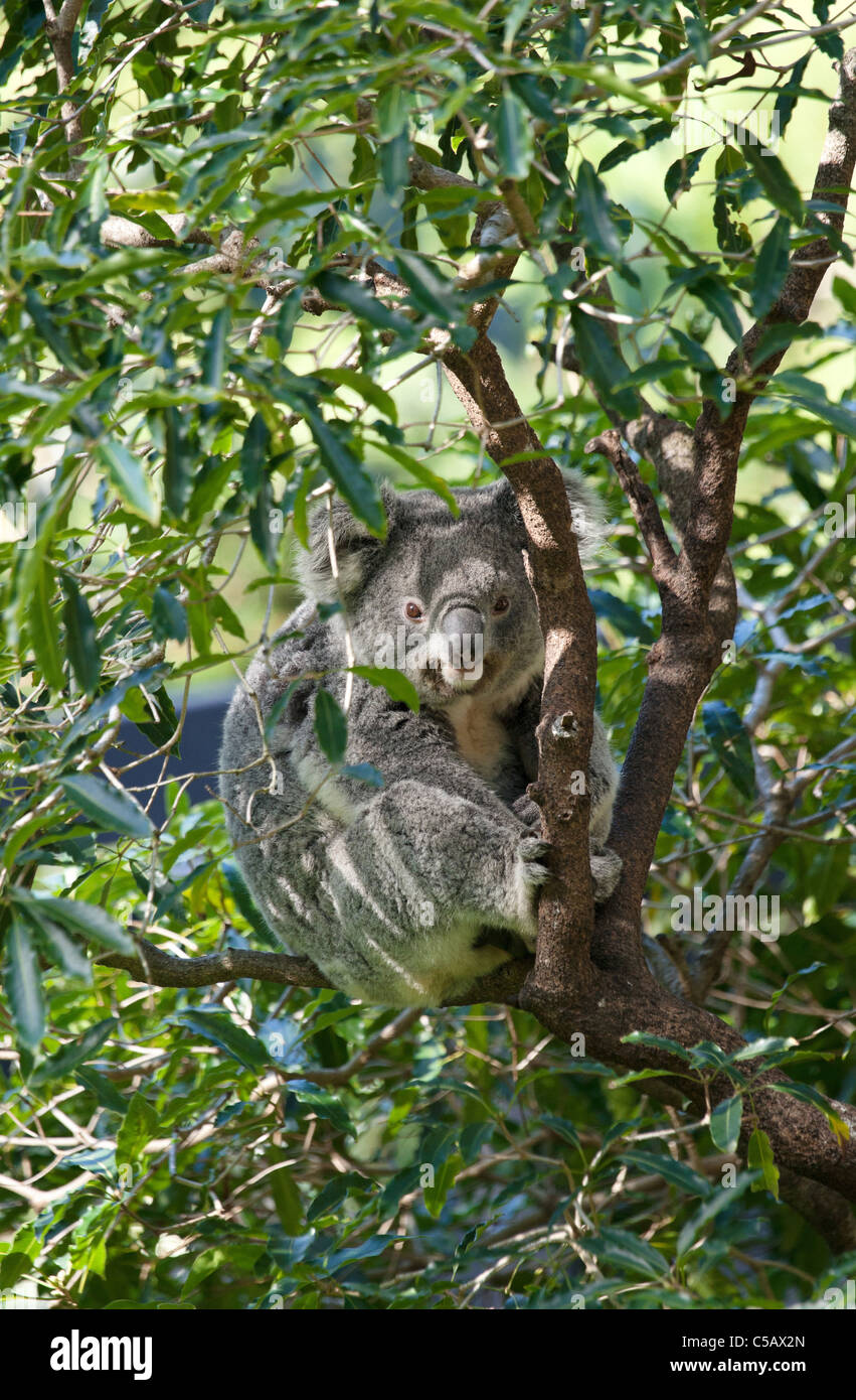 australische Koala in einem Kaugummi-Baum Stockfoto