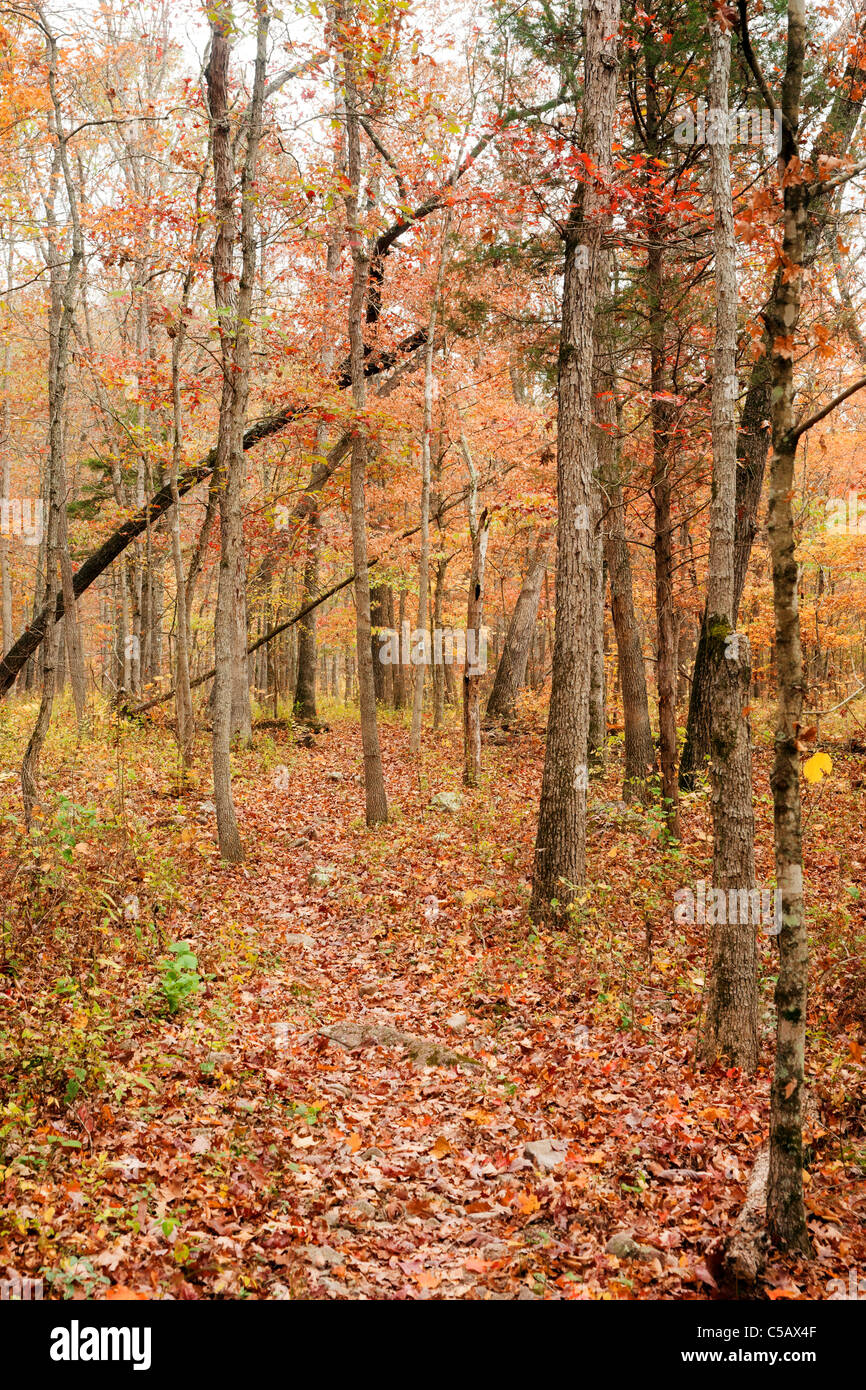 Weg durch den schönen Herbst Wald Baum Stockfoto