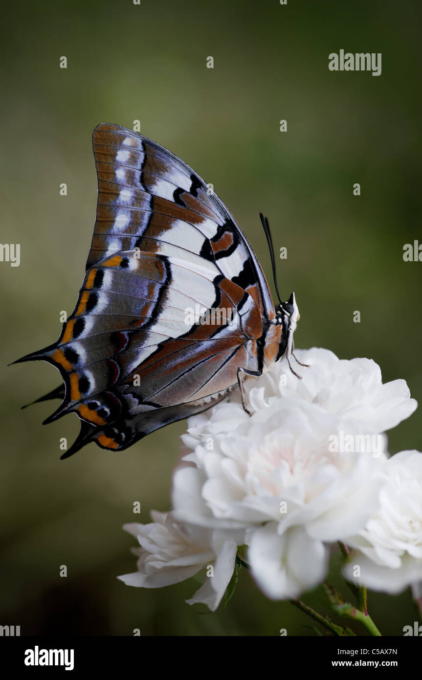 hübsche Schwalbenschwanz Schmetterling auf einer Rosenblüte Stockfoto