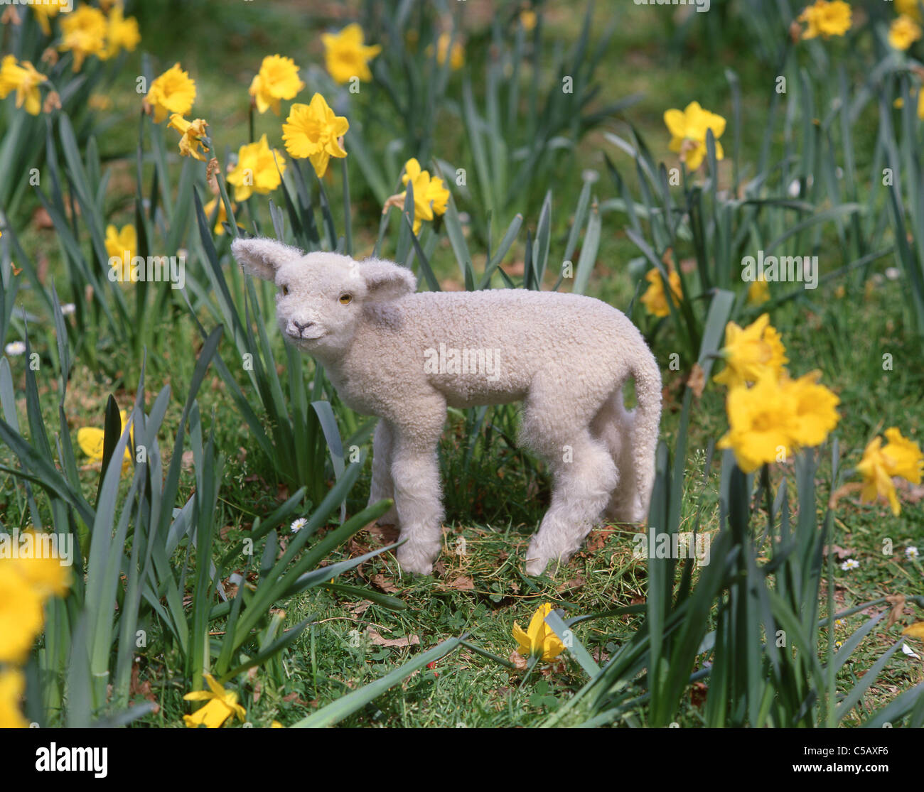 Frühlingslamm im Bereich der Dafffodils, North Canterbury, Region Canterbury, Südinsel, Neuseeland Stockfoto