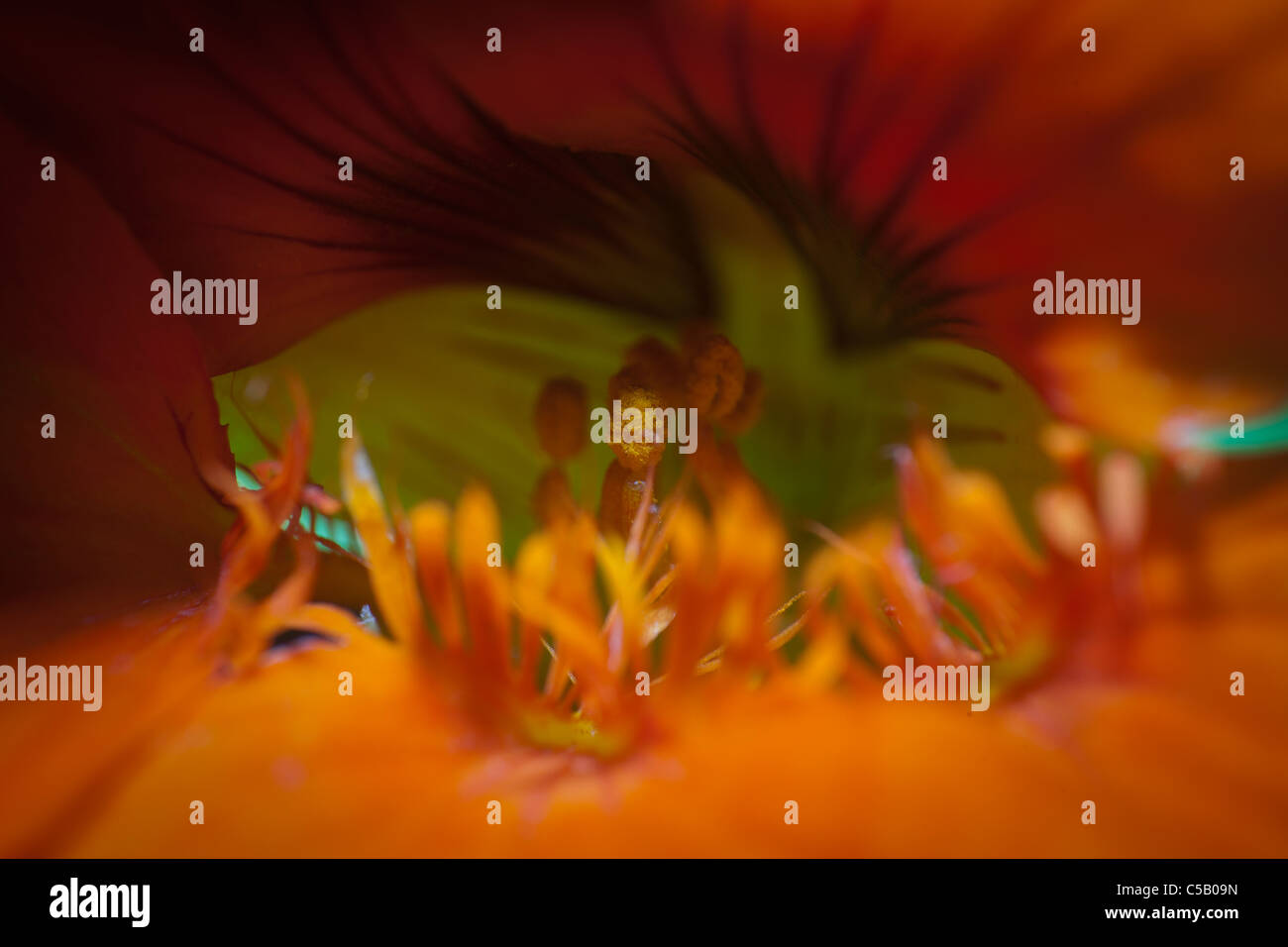 Im Inneren einer Blume Stockfoto