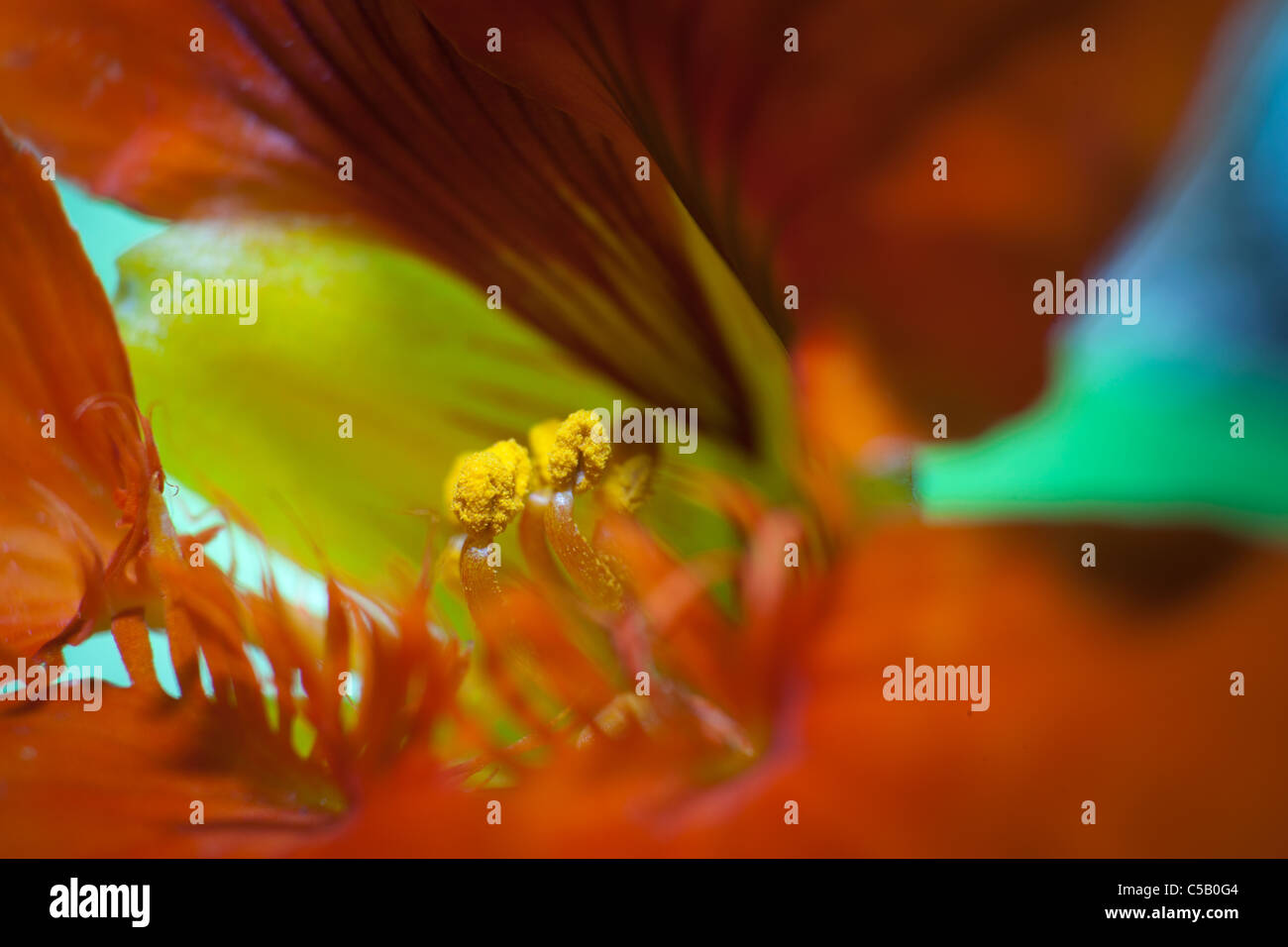 Im Inneren einer Blume Stockfoto