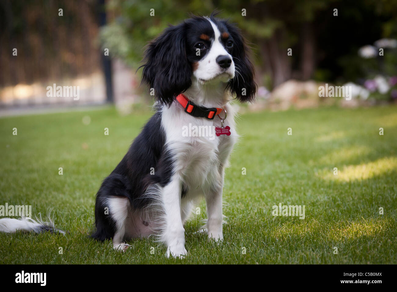 Cavalier King Charles Spaniel Stockfoto