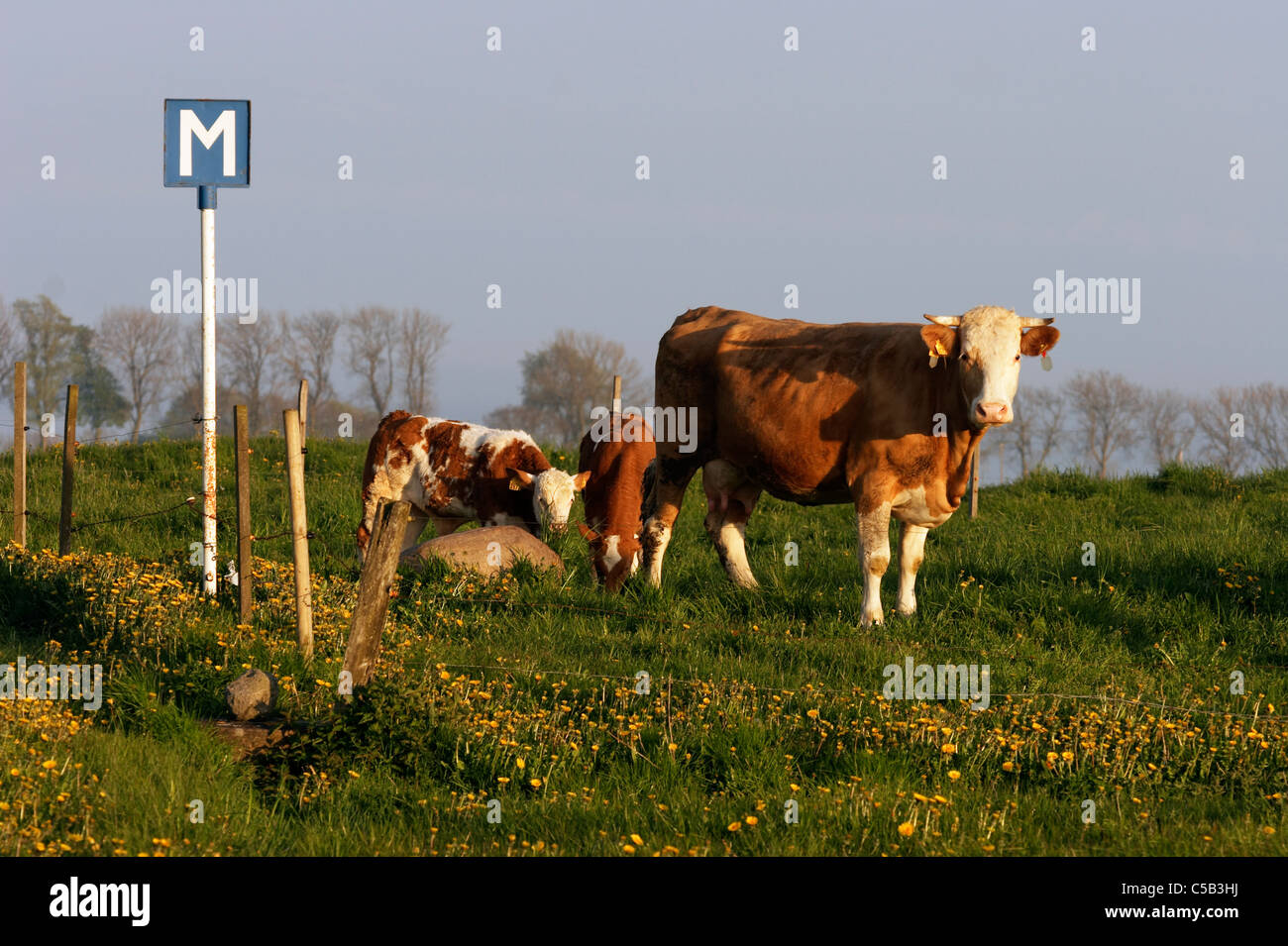 Schild von Kuh mit Kälbern in einem geschlossenen Weide Stockfoto