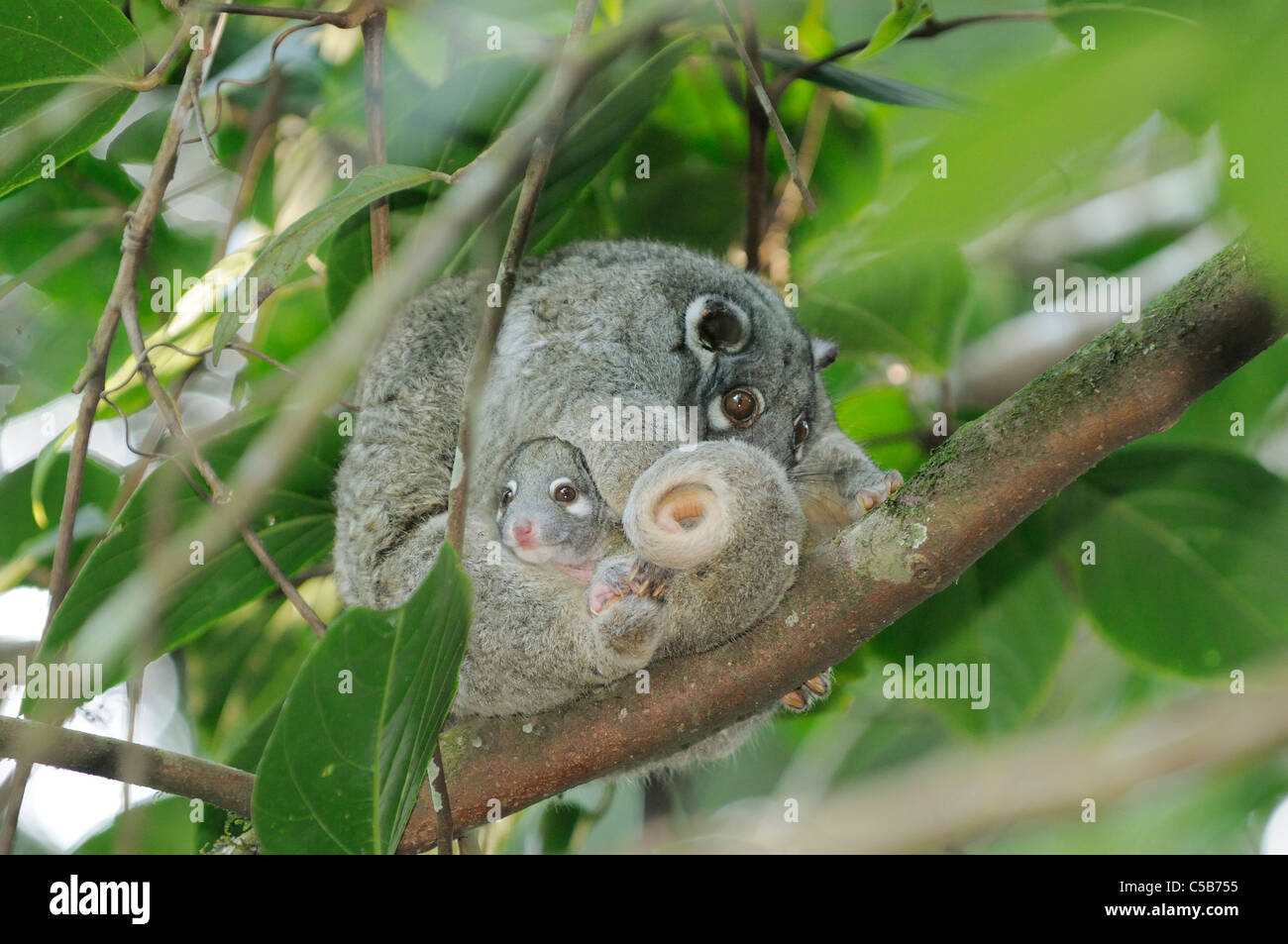 Grünes Ringtail Possum Pseudocheirus Archeri Frau mit Baby im Beutel fotografiert in Queensland, Australien Stockfoto