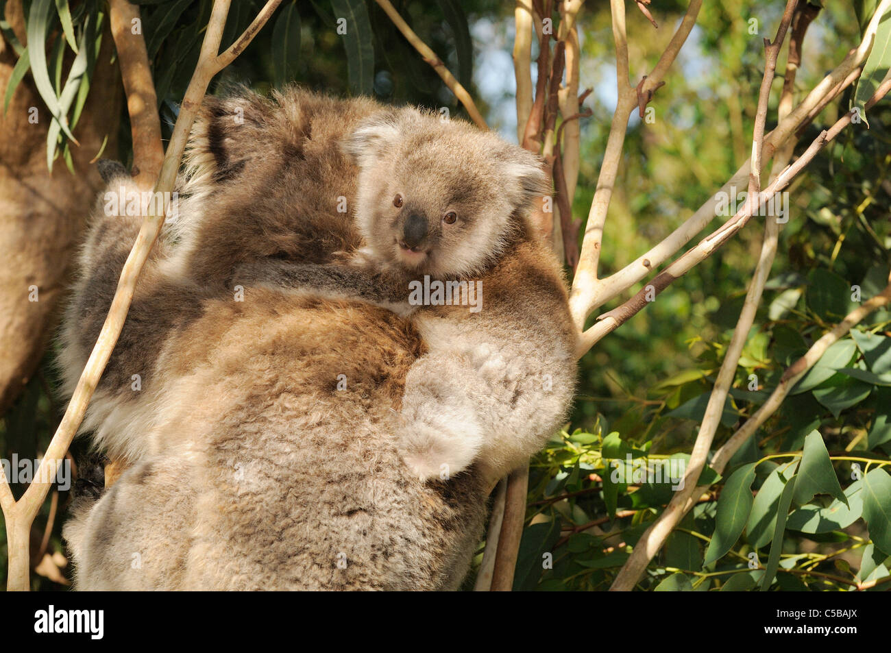 Koala Phascolarctos Cinereus junge Mütter rückseitig fotografiert in Victoria, Australien Stockfoto