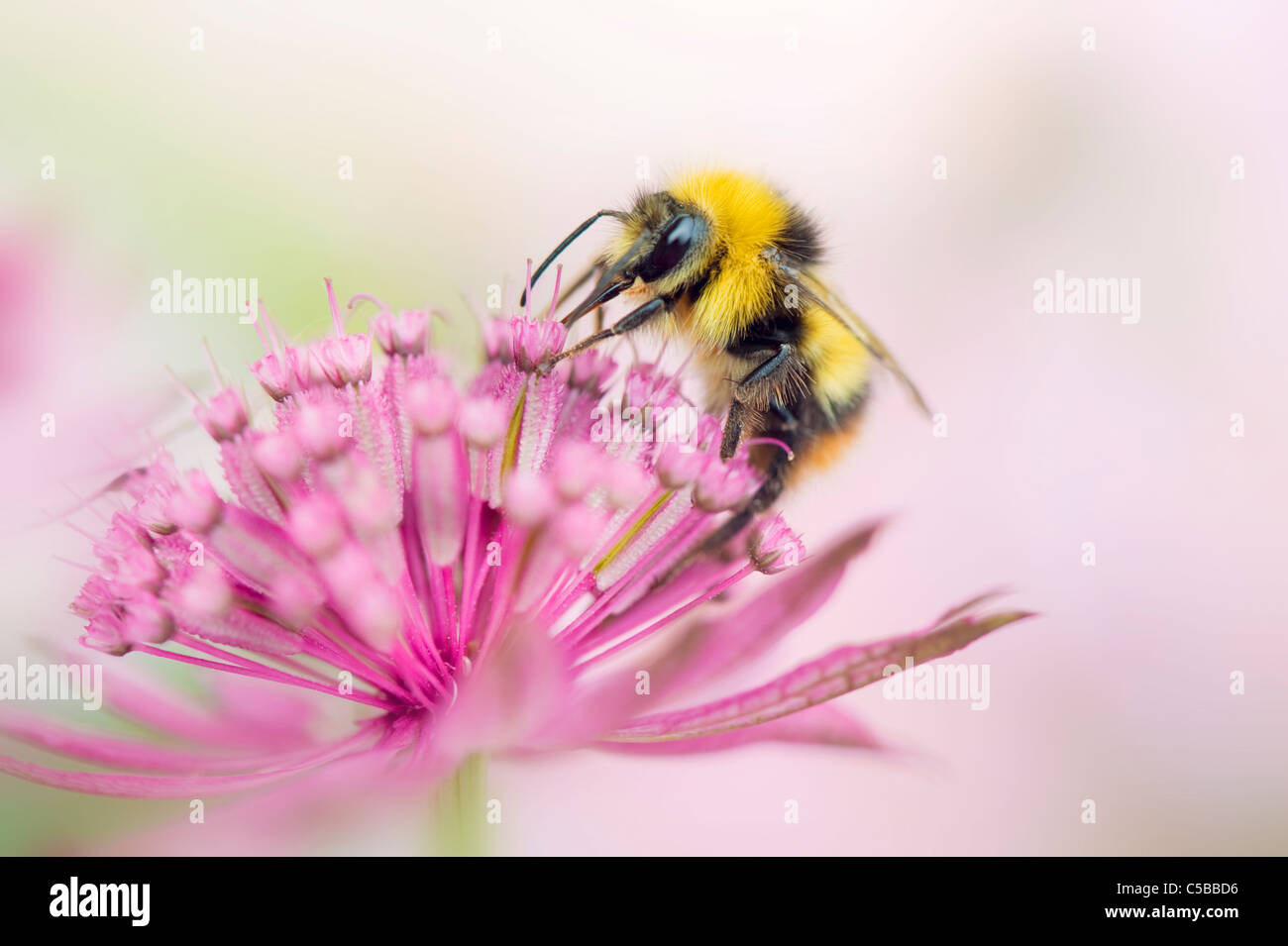 Eine europäische Honigbienen - Apis Mellifera sammeln Pollen und Blume Astrantia - Sterndolde Stockfoto