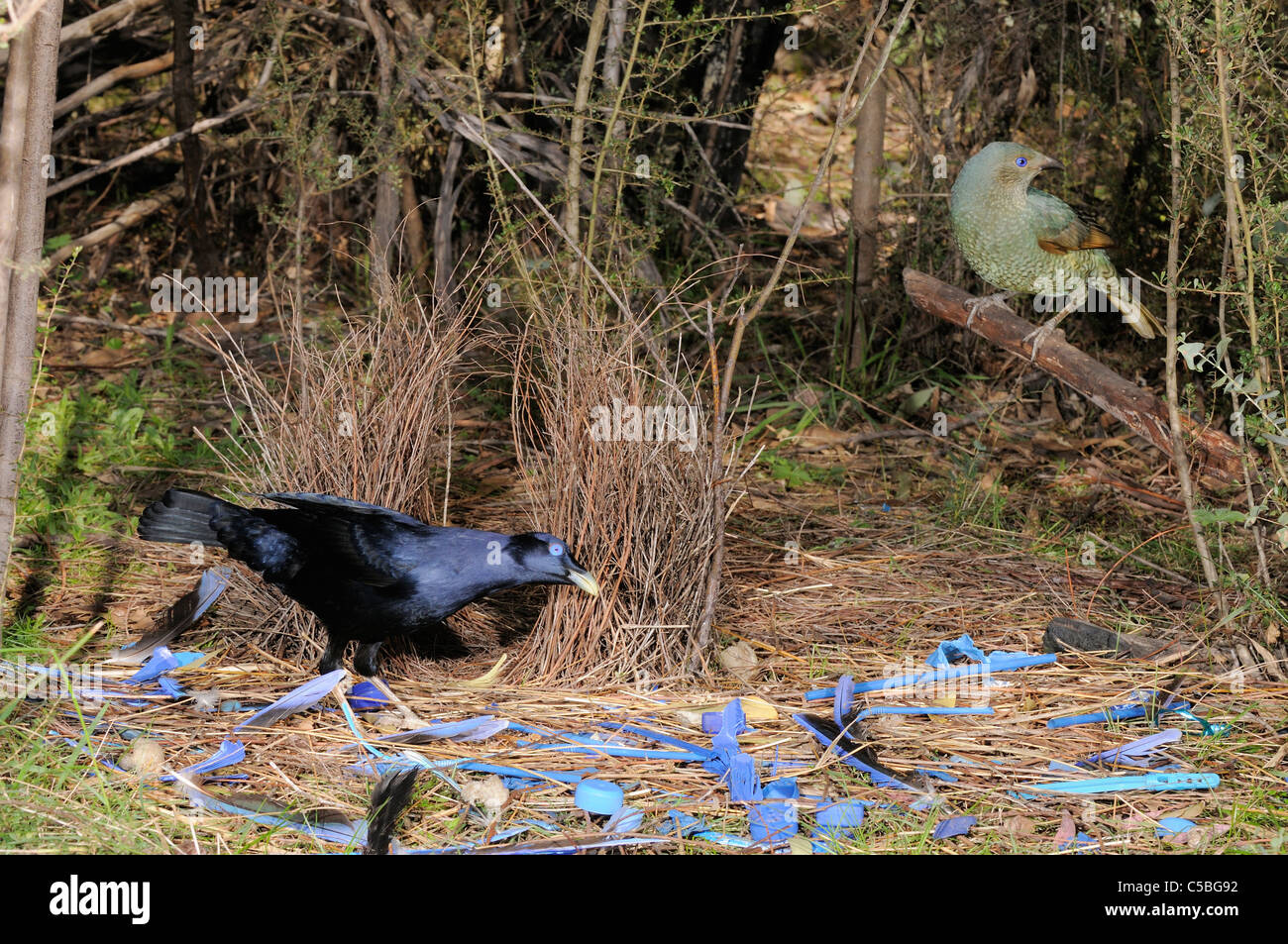 Satin Laubenvogel Ptilonorhynchus Violaceus männlich und weiblich in Bower fotografiert in ACT, Australien Stockfoto