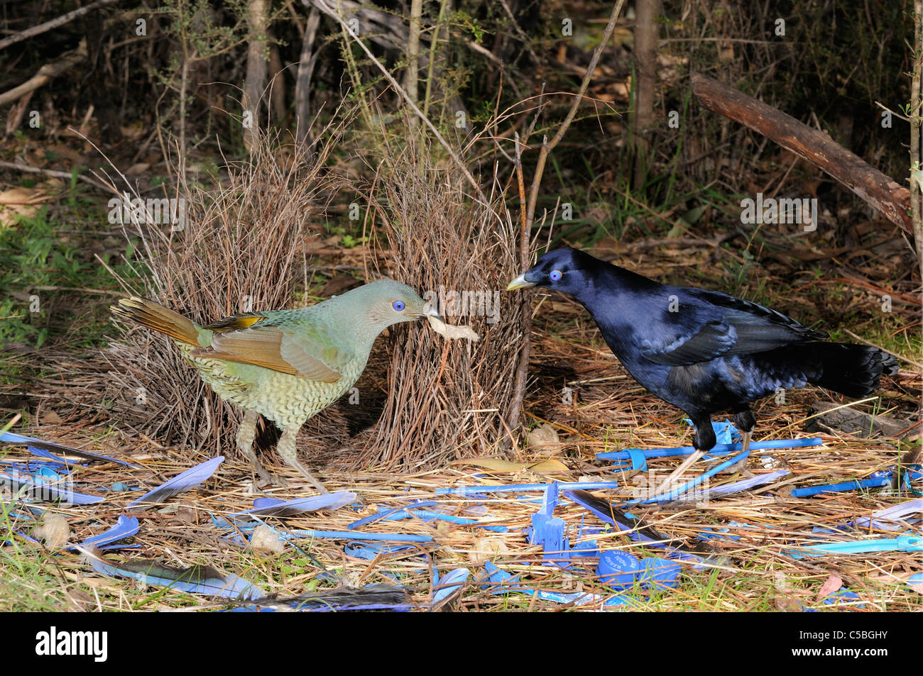 Satin Laubenvogel Ptilonorhynchus Violaceus männlich und weiblich in Bower fotografiert in ACT, Australien Stockfoto