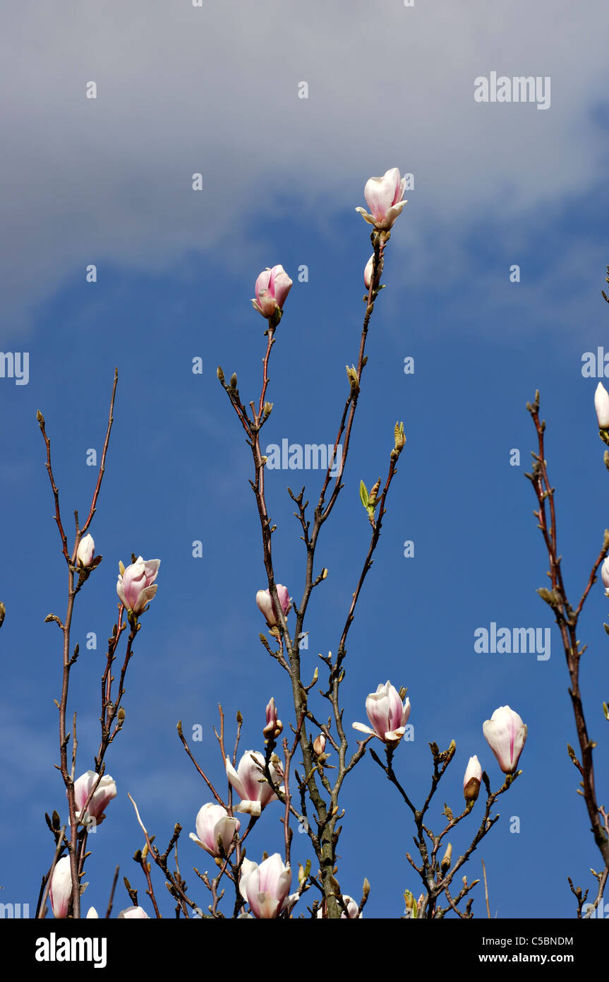 Nahaufnahme von Magnolia Schönheit gegen blauen Himmel Stockfoto