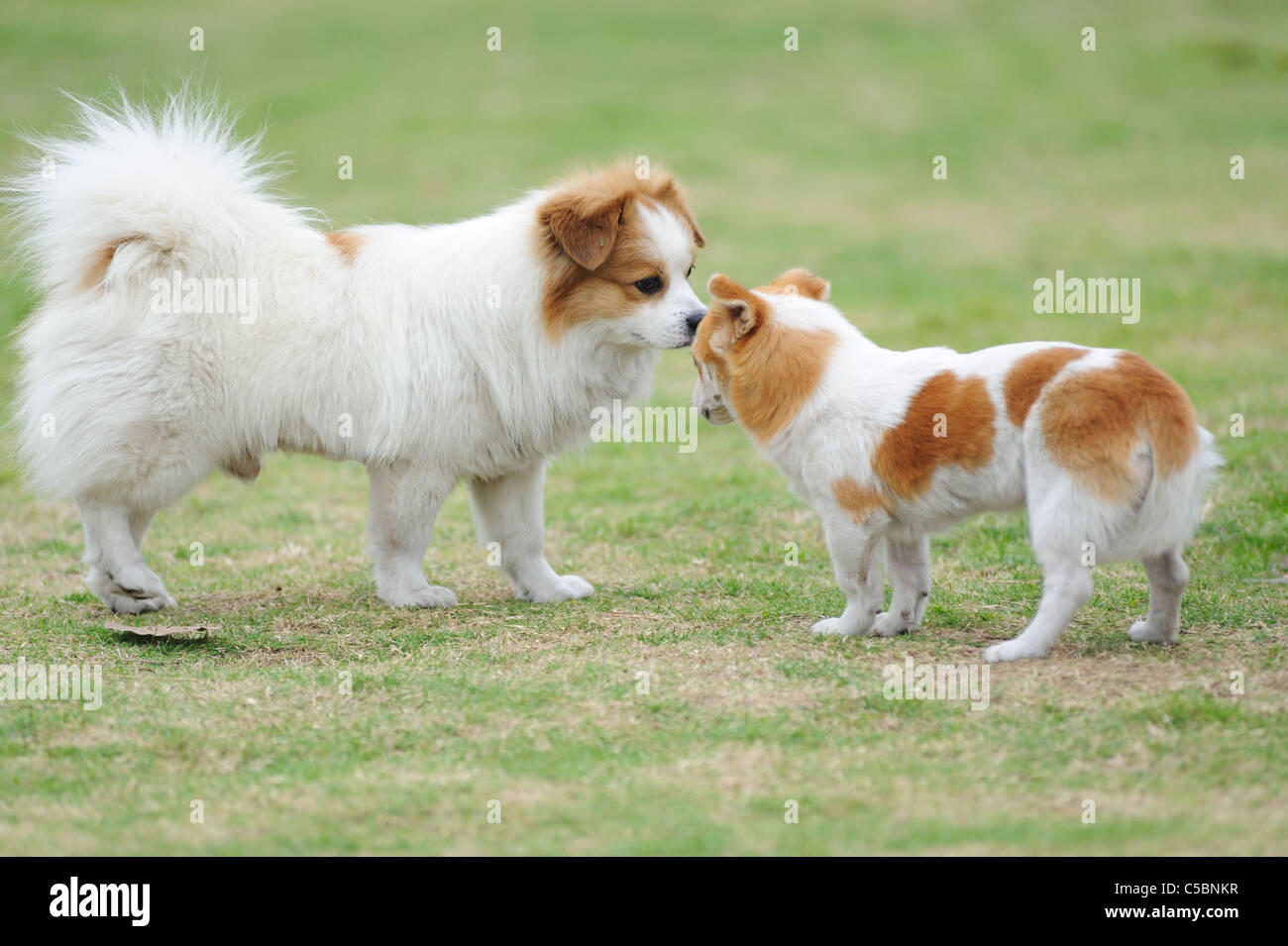 Zwei Hunde gegenseitig anstarren Stockfotografie - Alamy