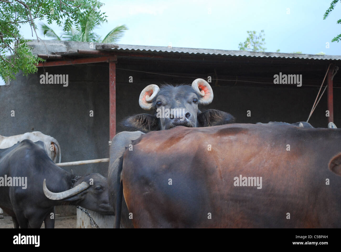 Buffalo Stockfoto