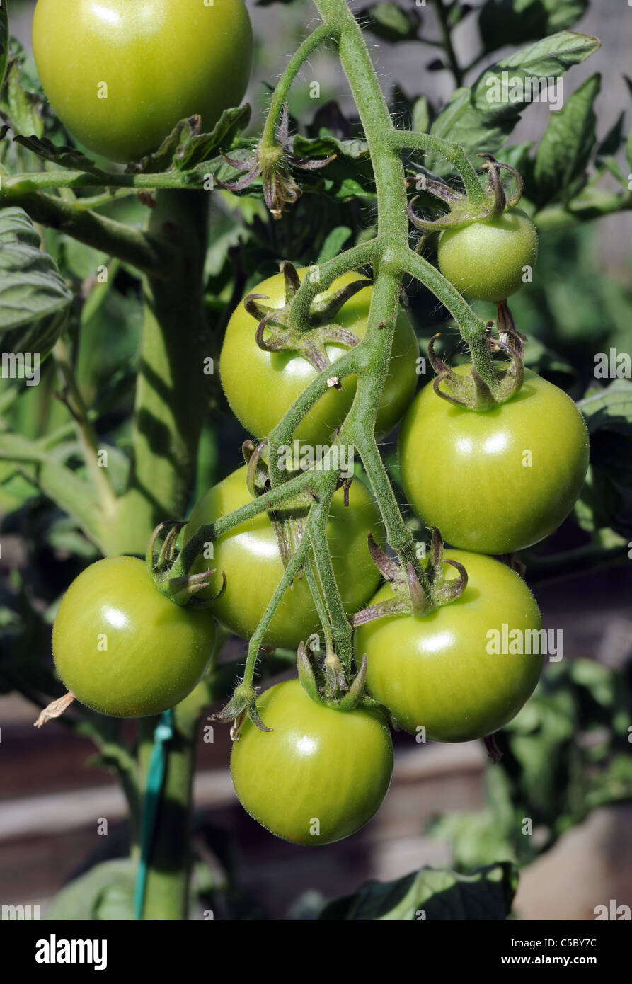 UNREIFE GRÜNE BRITISCHE TOMATEN IM GEWÄCHSHAUS MIT BLAUEM HIMMEL UND SONNENSCHEIN UK Stockfoto